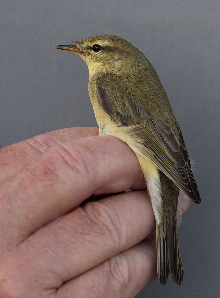 Willow Warbler (Phylloscopus trochilus)