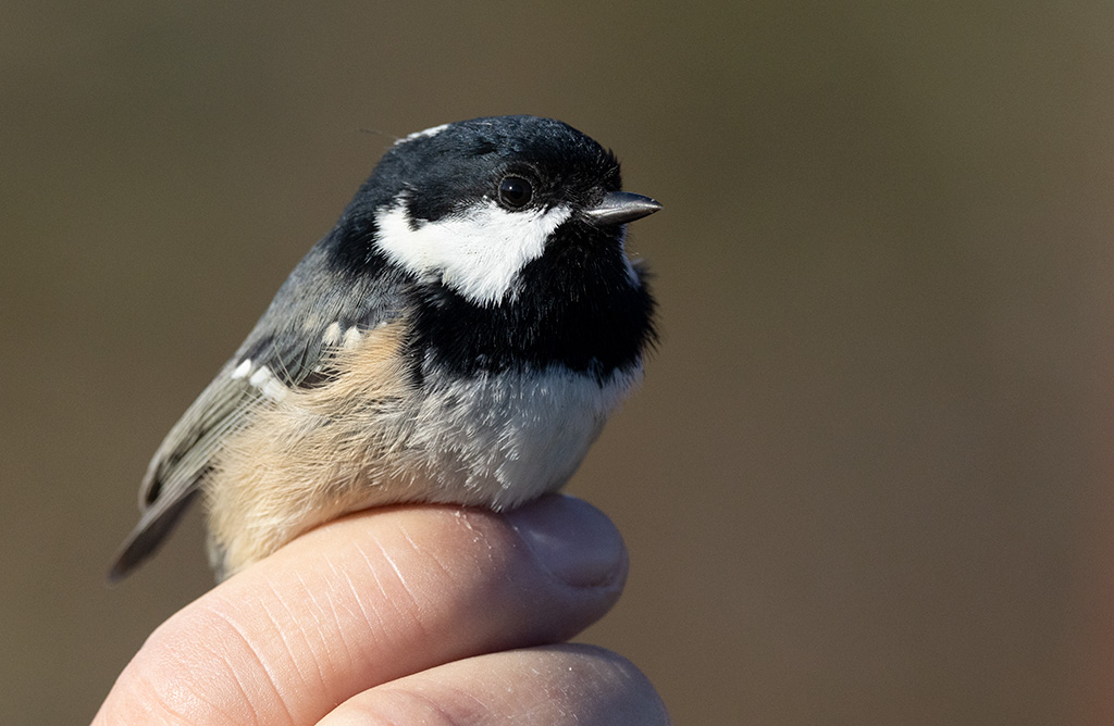 Coal Tit (Periparus ater)