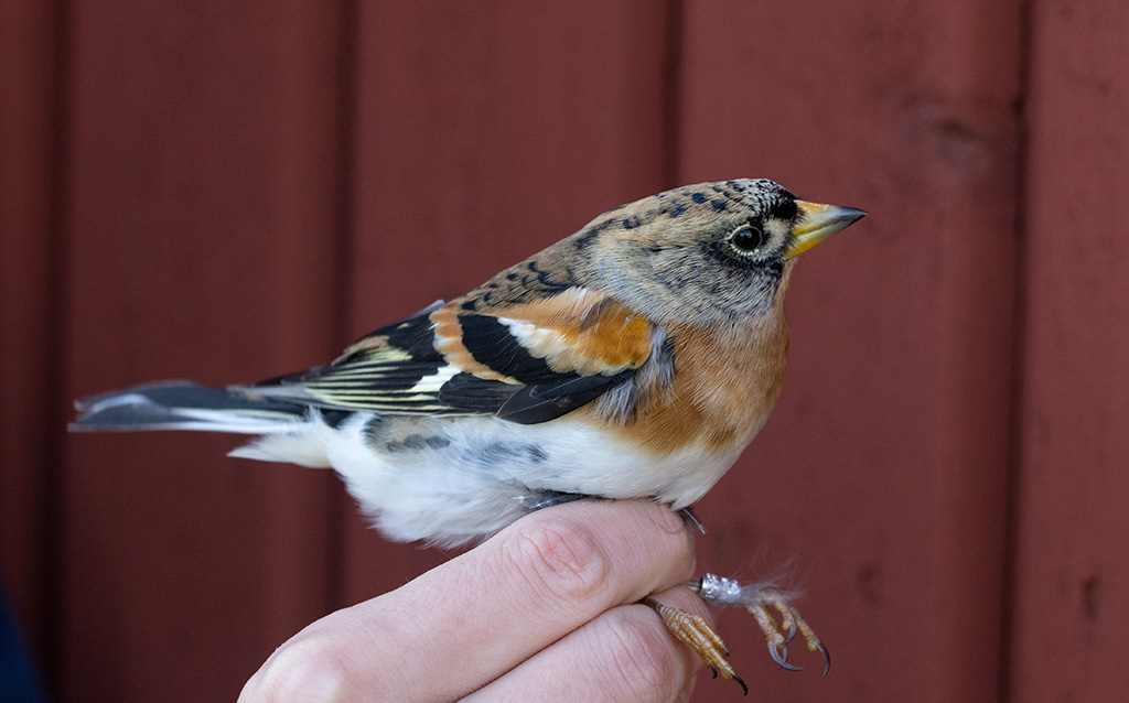 Brambling (Fringilla montifringilla)	