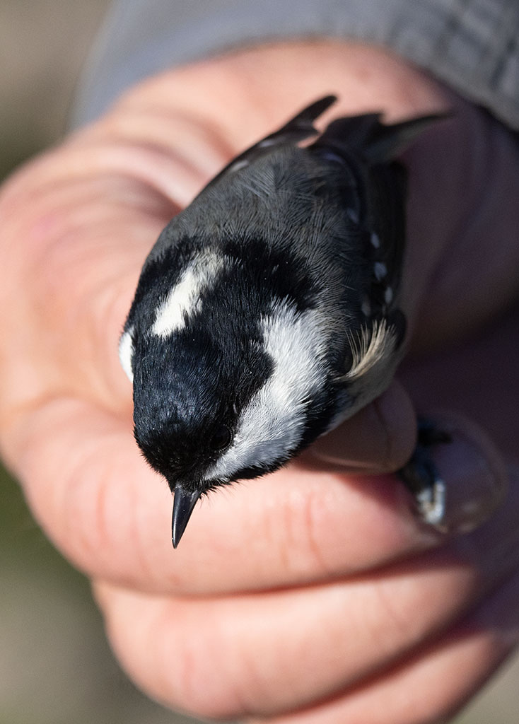 Coal Tit (Periparus ater)