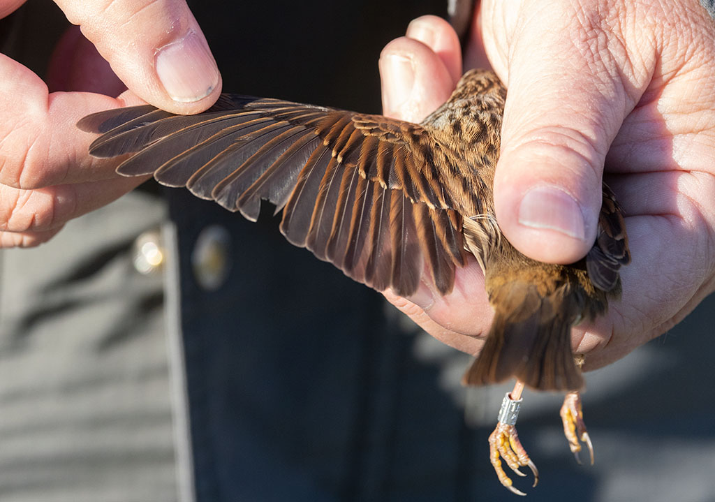 Dunnock (Prunella modularis)	