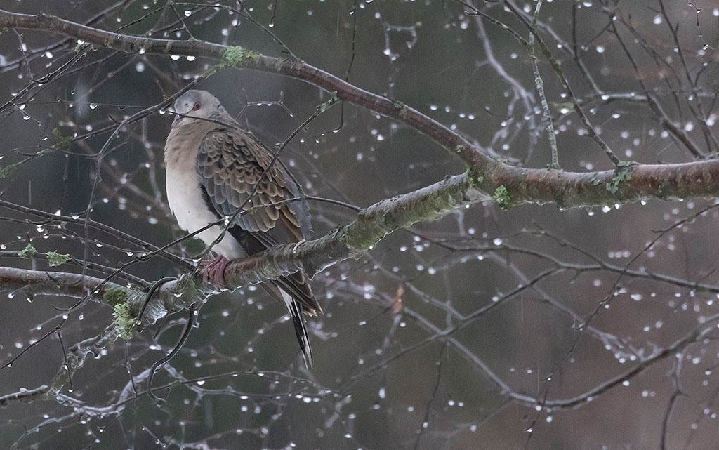 Oriental Turtle Dove (Streptopelia orientalis)