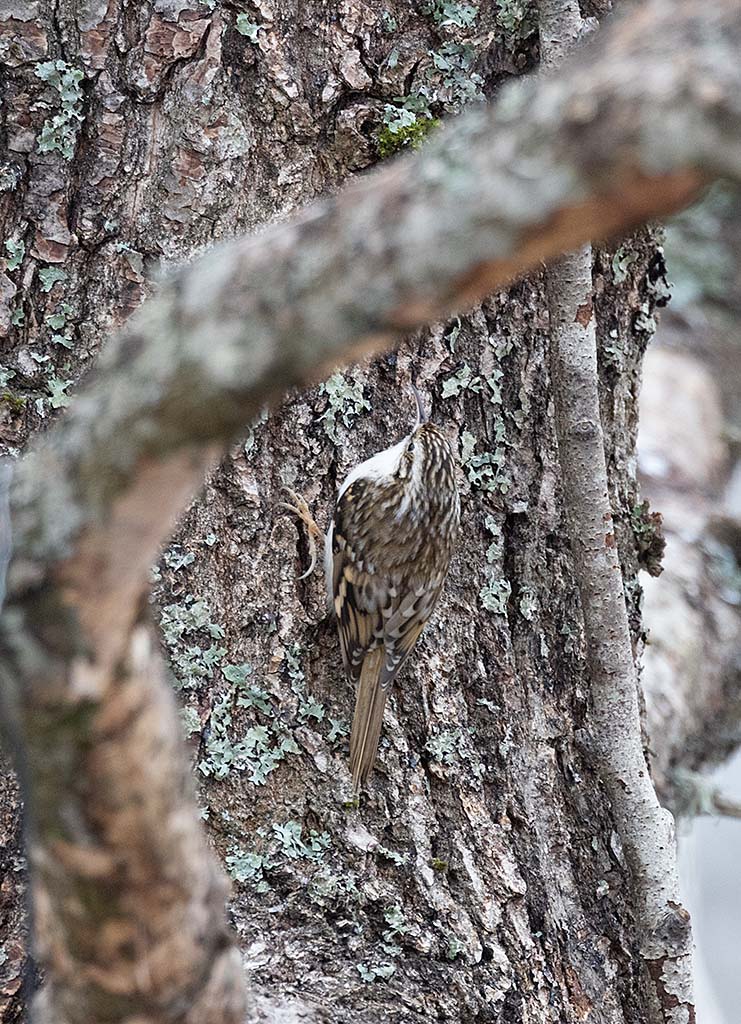 Eurasian Treecreeper (Certhia familiaris)