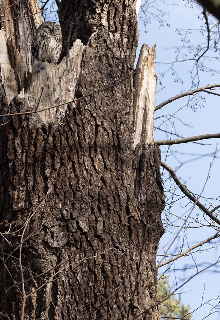 Tawny Owl (Strix aluco)
