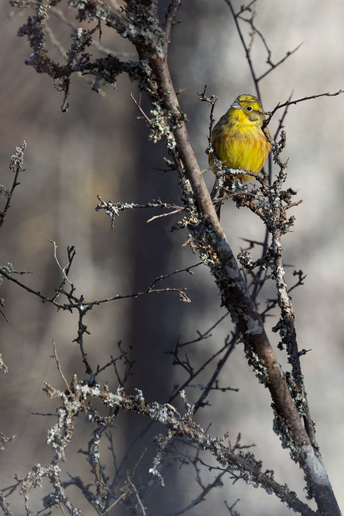 Yellowhammer (Emberiza citrinella)	