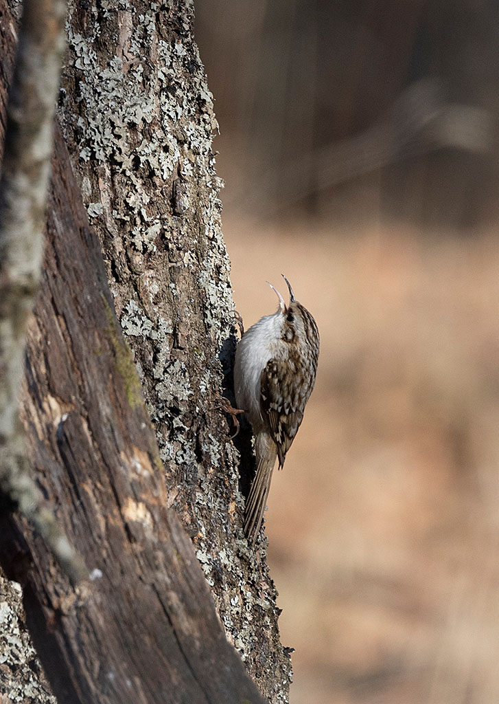Eurasian Treecreeper (Certhia familiaris)