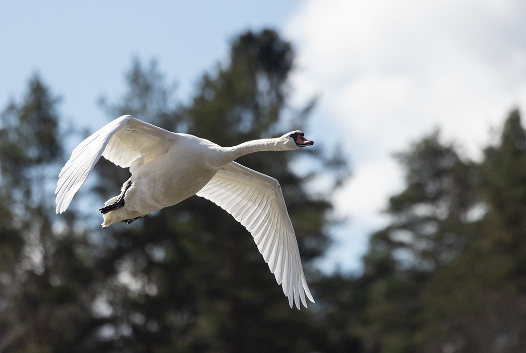 Mute Swan (Cygnus olor)