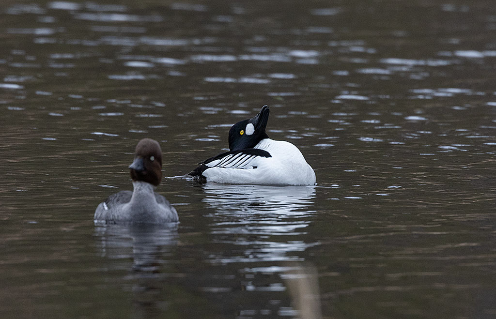 Common Goldeneye (Bucephala clangula)	