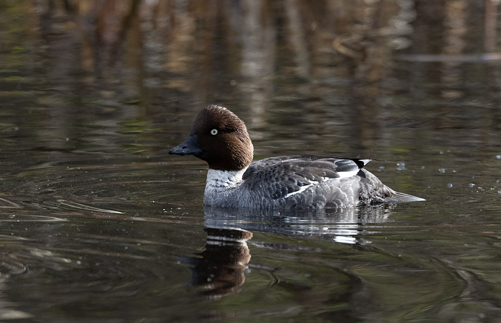 Common Goldeneye (Bucephala clangula)	