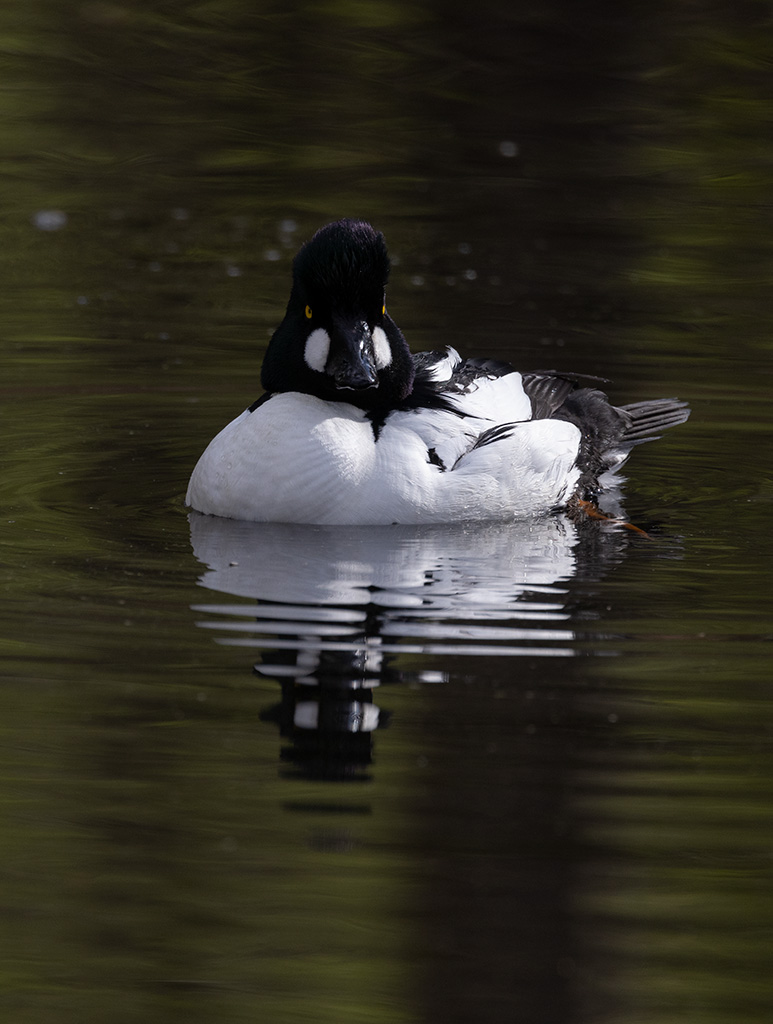 Common Goldeneye (Bucephala clangula)	
