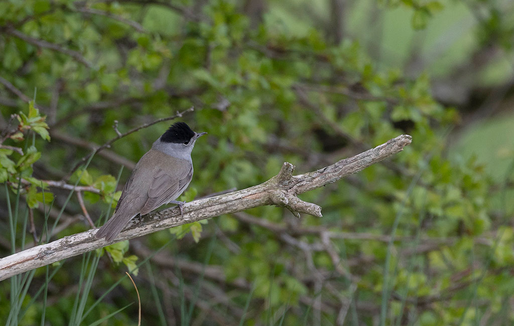 Eurasian Blackcap (Sylvia atricapilla)