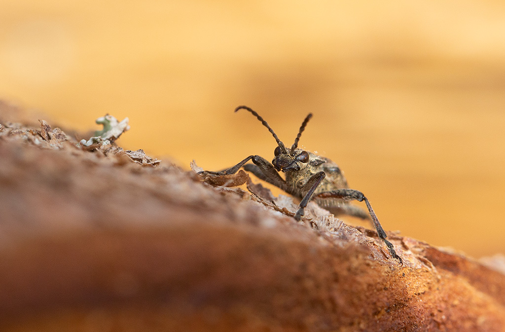 Barrtrdlpare  (Rhagium inquisitor)