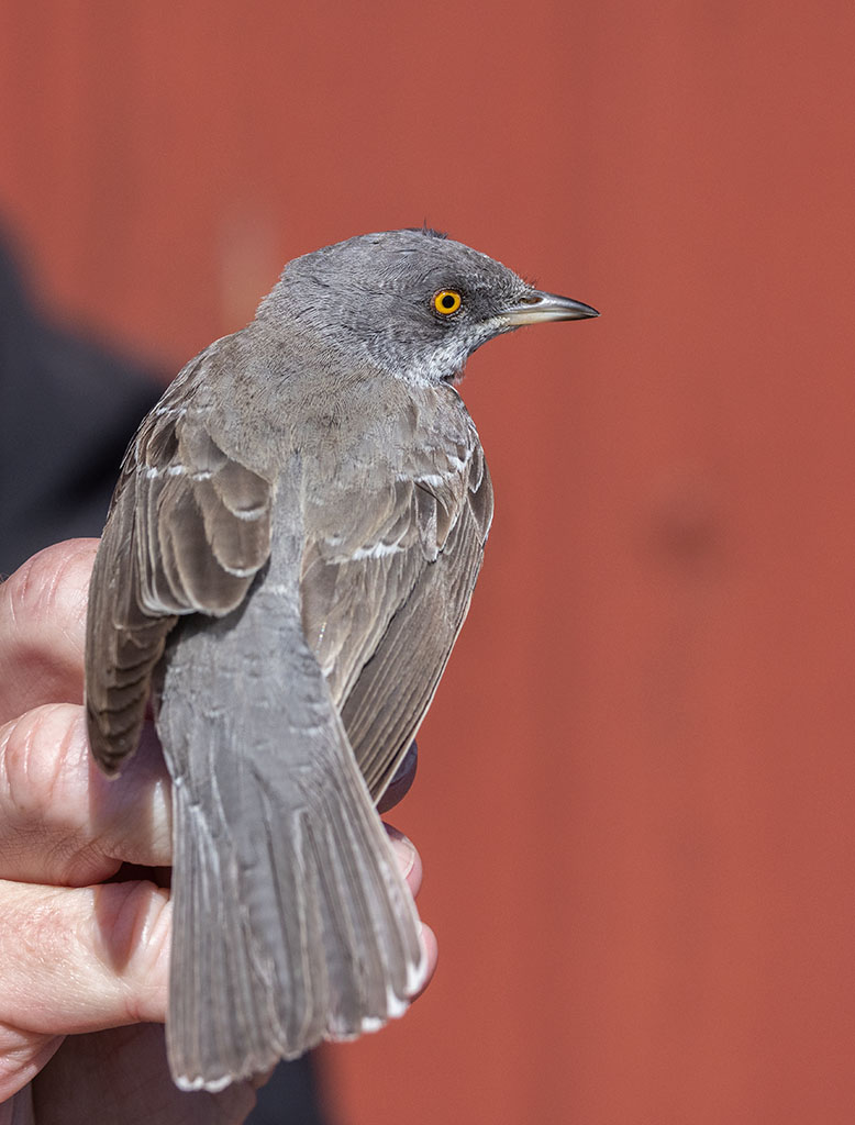 Barred Warbler (Curruca nisoria)