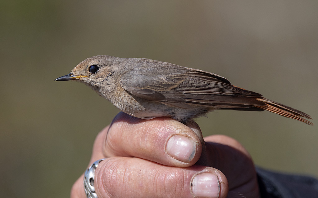 Common Redstart (Phoenicurus phoenicurus)