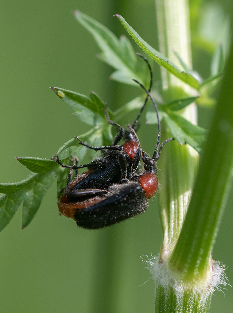 Rdhalsad kulhalsbock (Dinoptera collaris)