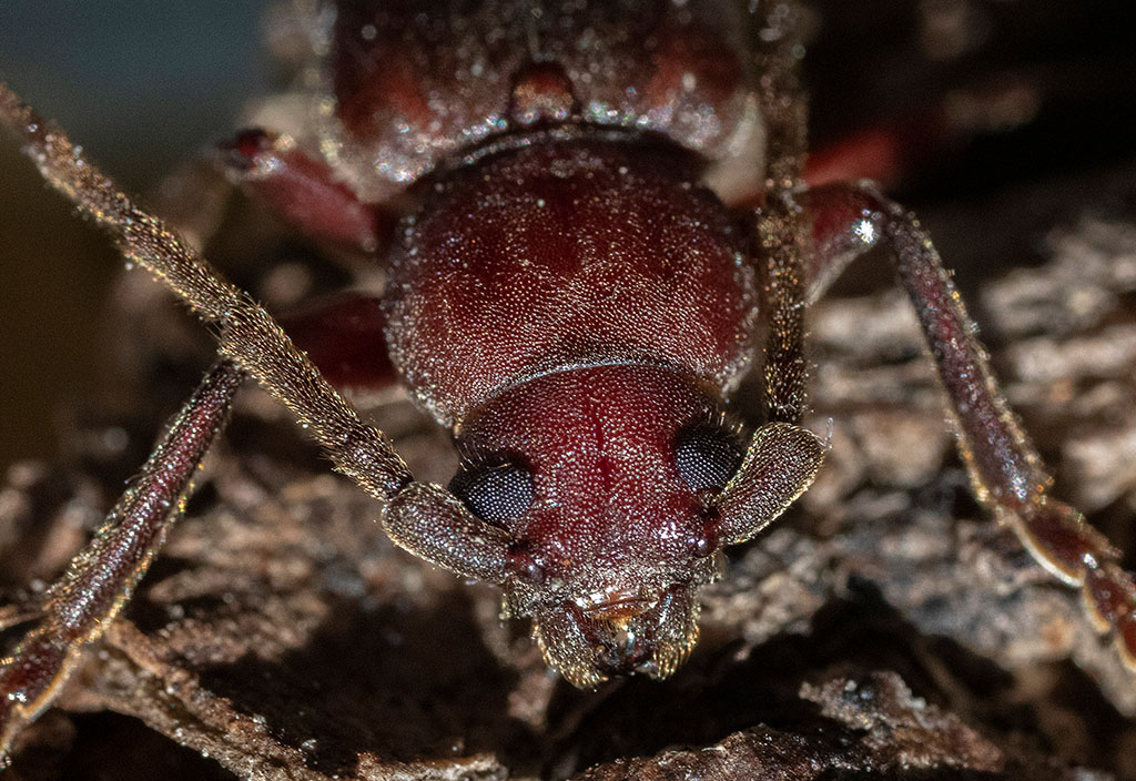 Brun barkbock (Arhopalus rusticus)