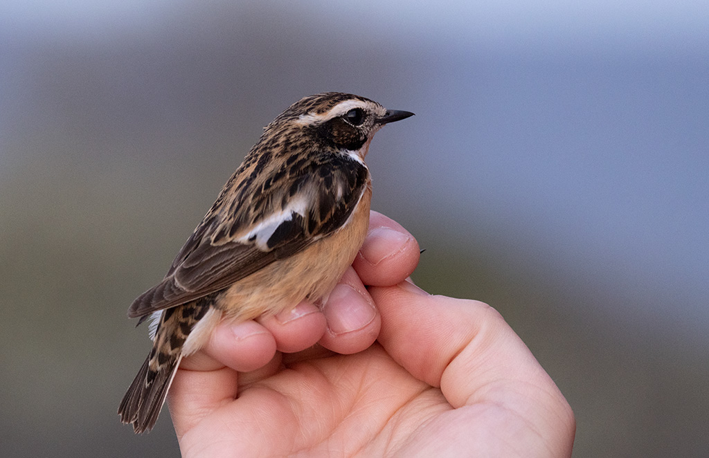 Whinchat (Saxicola rubetra)