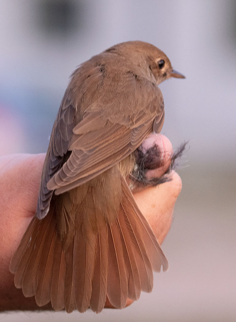 Thrush Nightingale (Luscinia luscinia)
