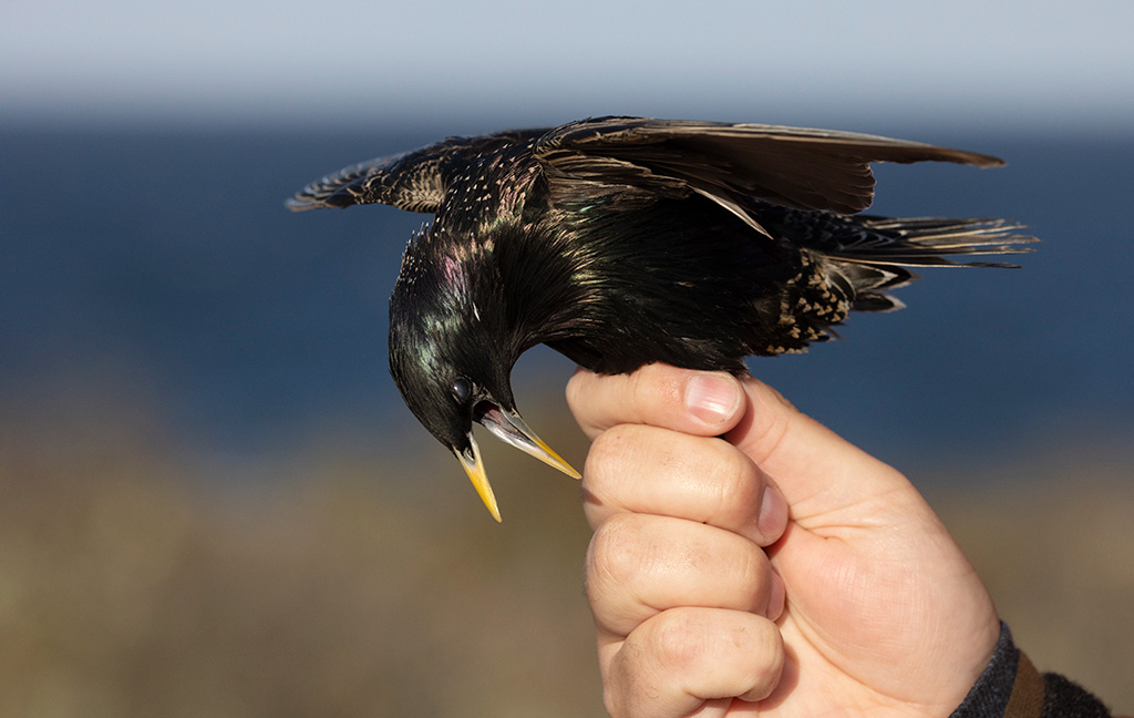 Common Starling (Sturnus vulgaris)