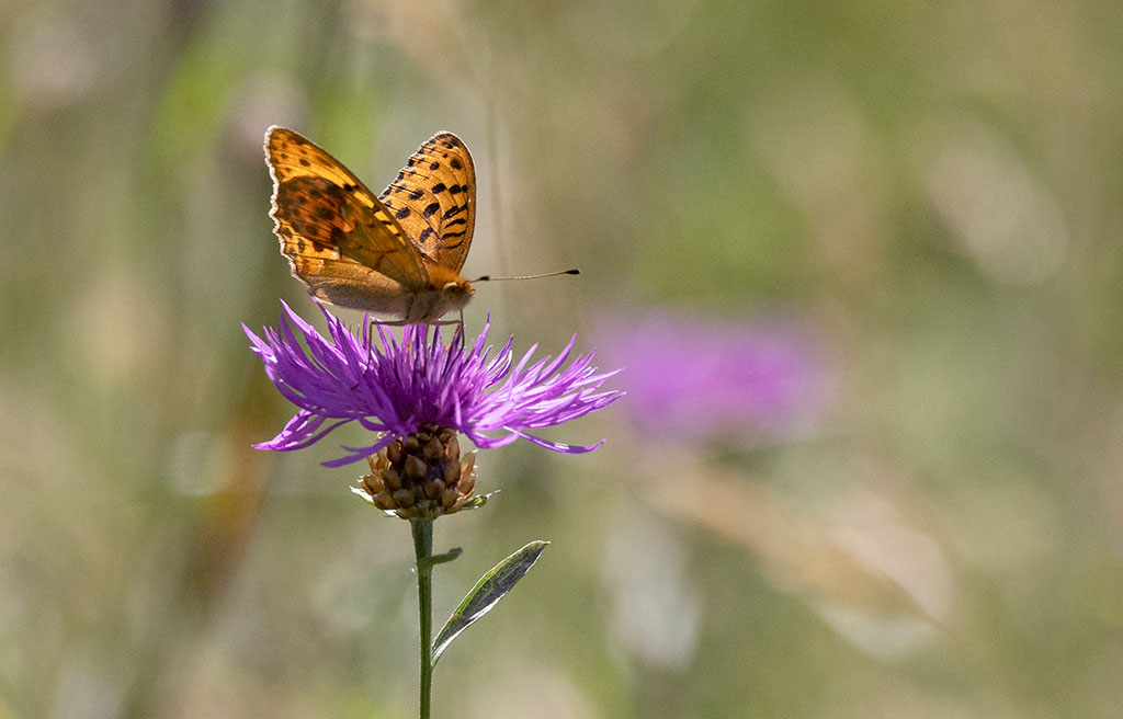 Skuggprlemorfjril (Argynnis laodice)