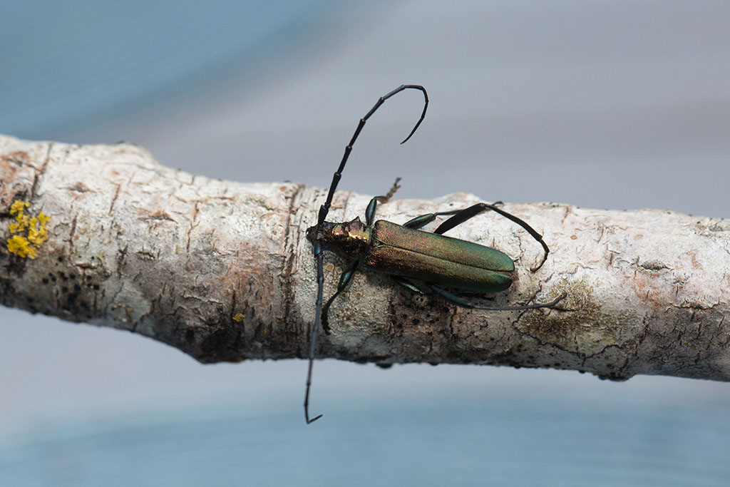 Myskbock (Aromia moschata)