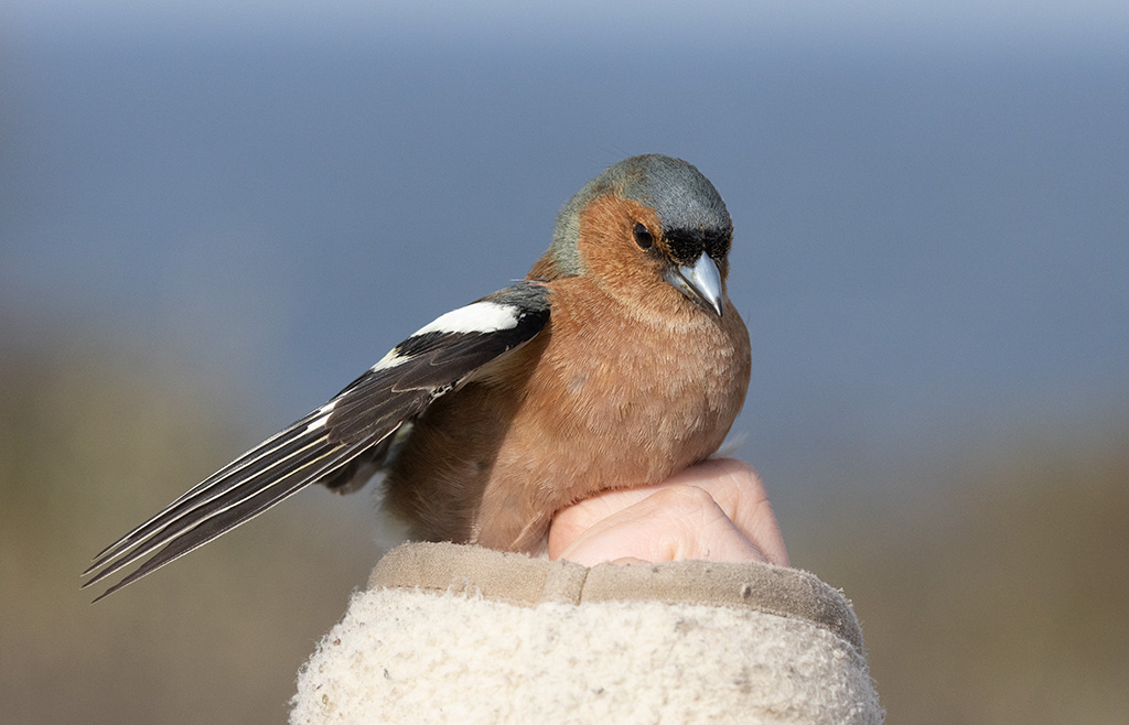 Common Chaffinch (Fringilla coelebs)