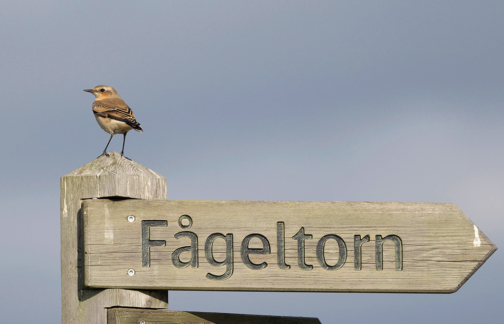 Northern Wheatear (Oenanthe oenanthe)