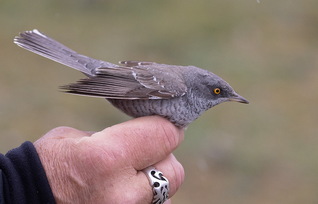 Barred Warbler (Curruca nisoria)
