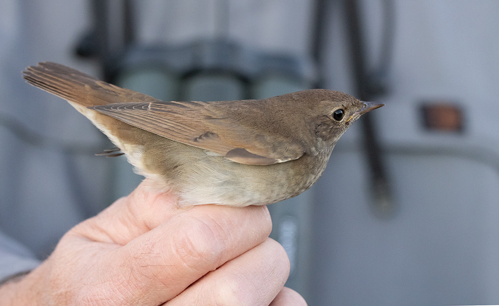 Thrush Nightingale (Luscinia luscinia)