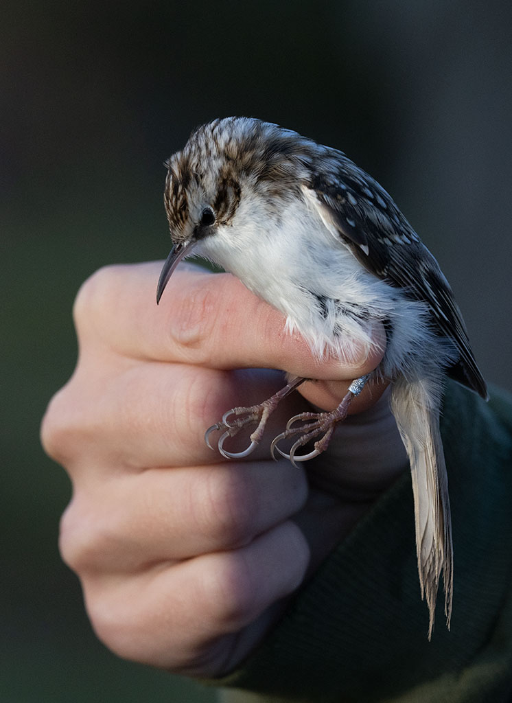 Eurasian Treecreeper (Certhia familiaris)	