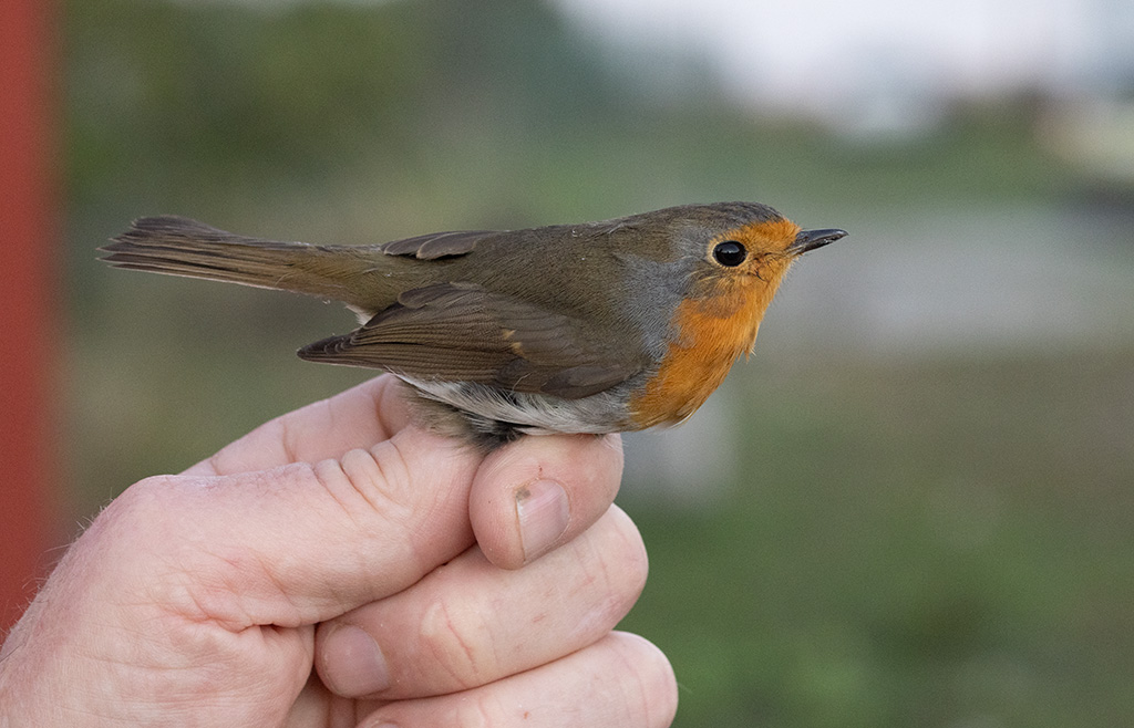 European Robin (Erithacus rubecula)