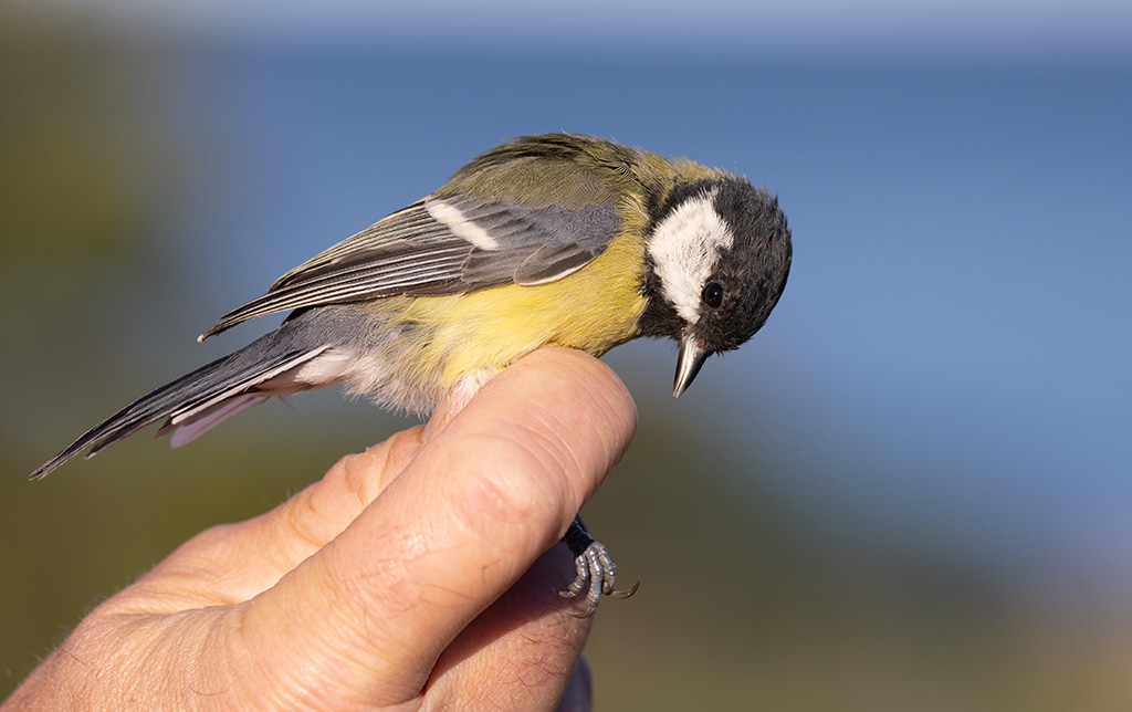 Great Tit (Parus major)