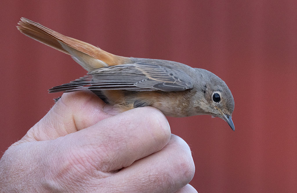 Common Redstart (Phoenicurus phoenicurus)	