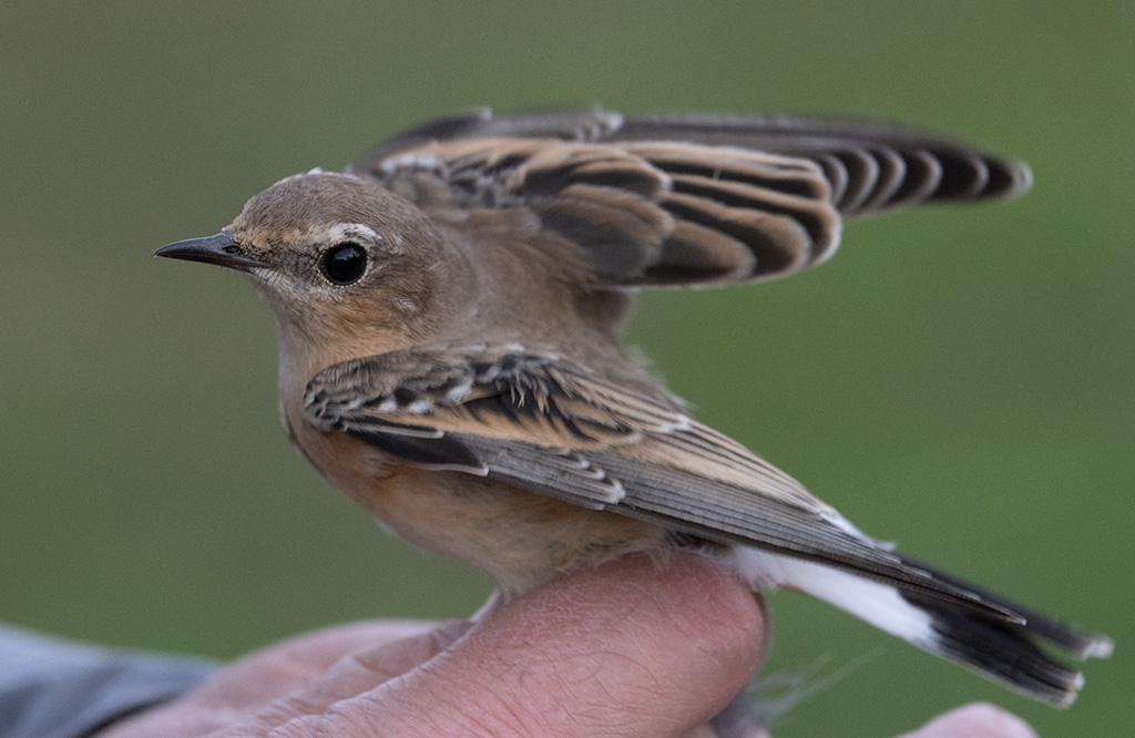 Northern Wheatear (Oenanthe oenanthe)