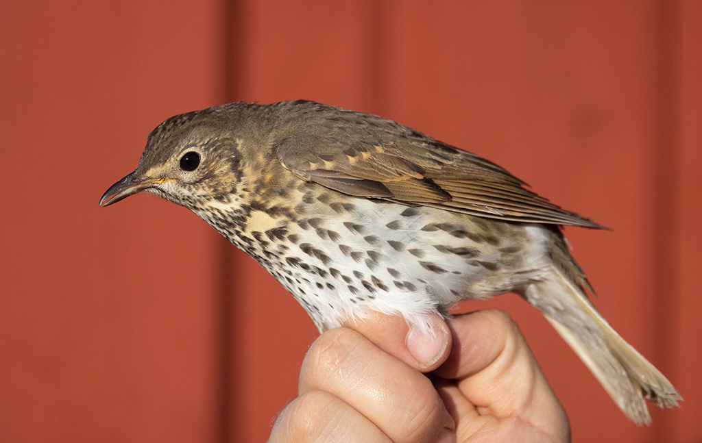 Song Thrush (Turdus philomelos)
