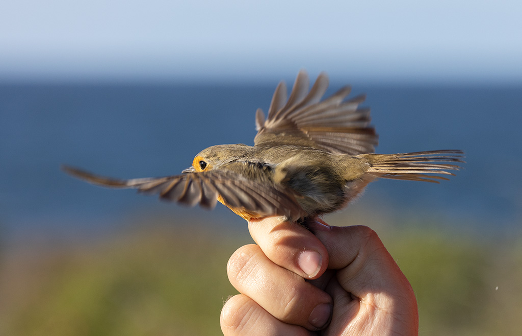 European Robin (Erithacus rubecula)
