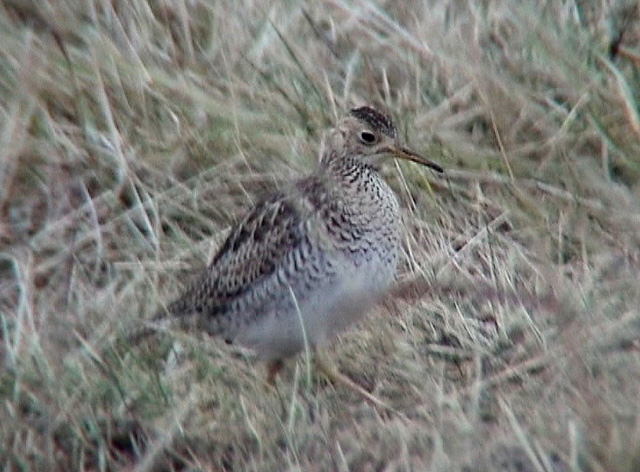 Upland Sandpiper (Bartramia longicauda)	