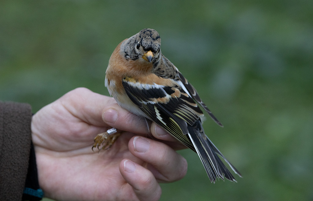 Brambling (Fringilla montifringilla)