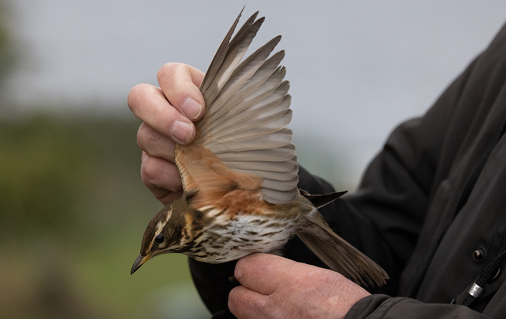 Redwing (Turdus iliacus) 