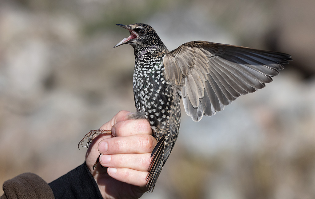 Common Starling (Sturnus vulgaris)	