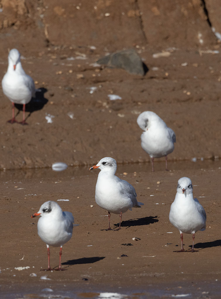 Mediterranean Gull (Ichthyaetus melanocephalus)	