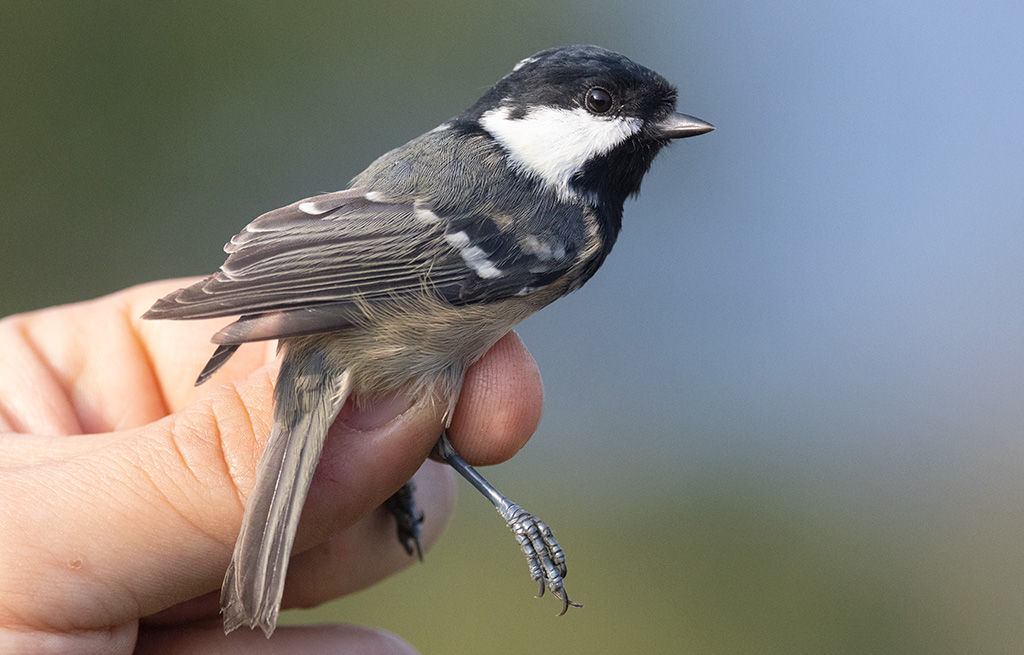 Coal Tit (Periparus ater)