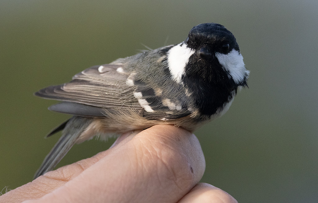 Coal Tit (Periparus ater)