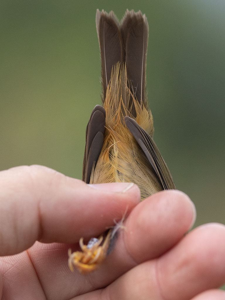 Raddes Warbler (Phylloscopus schwarzi)	