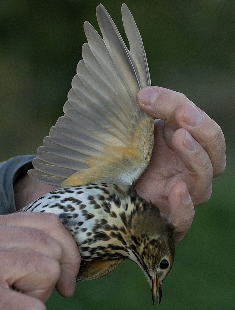 Song Thrush (Turdus philomelos)