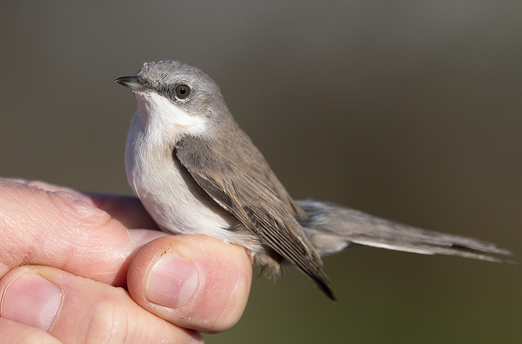 Lesser Whitethroat (Curruca curruca)