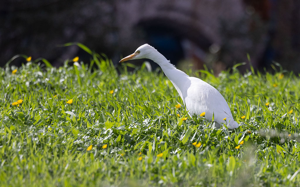 Western Cattle Egret (Bubulcus ibis)