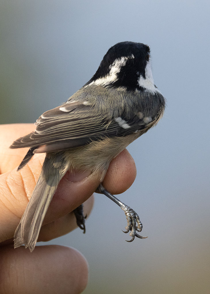 Coal Tit (Periparus ater)