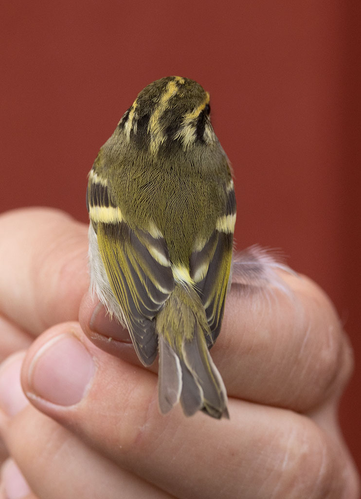 Pallass Leaf Warbler (Phylloscopus proregulus)