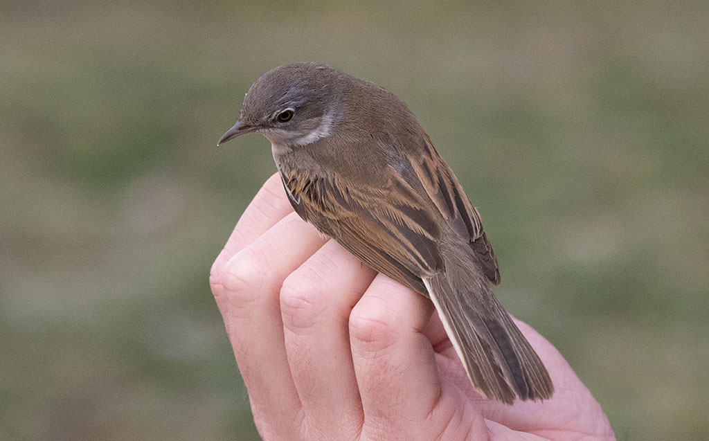 Common Whitethroat (Curruca communis)